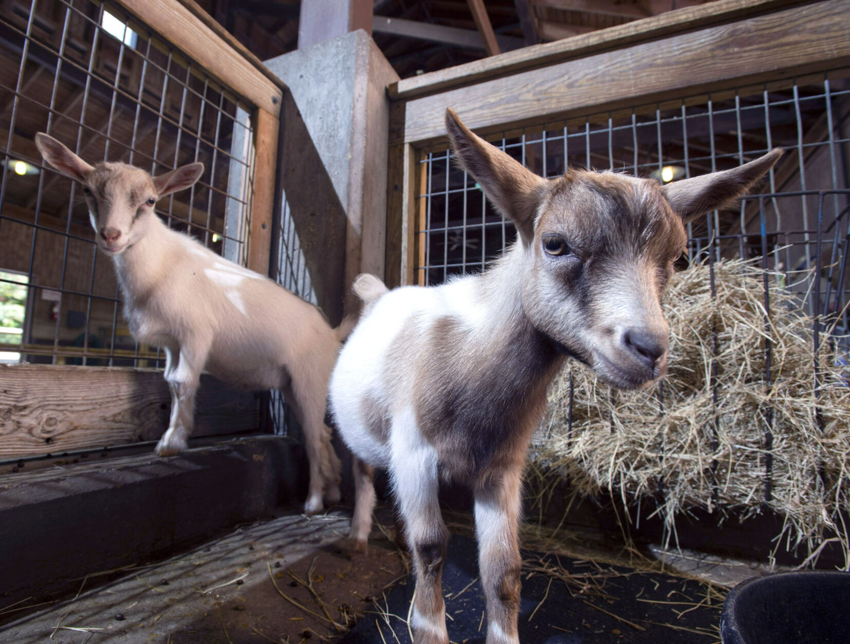BR.wildartzoopygmygoats.adv TS 84.jpg